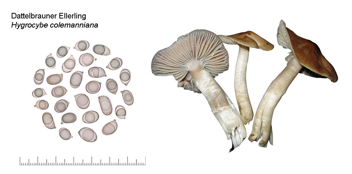 Cuphophyllus colemannianus, Dattelbrauner Ellerling