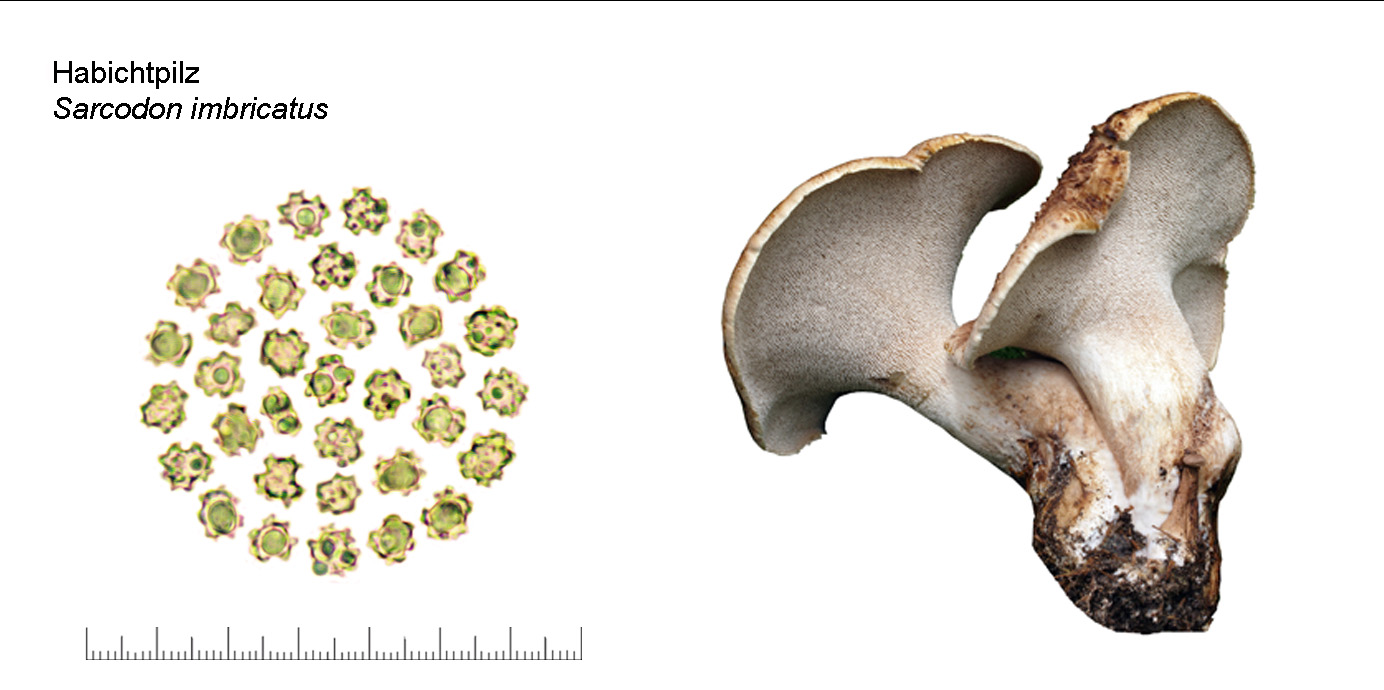 Sarcodon imbricatus, Habichtpilz