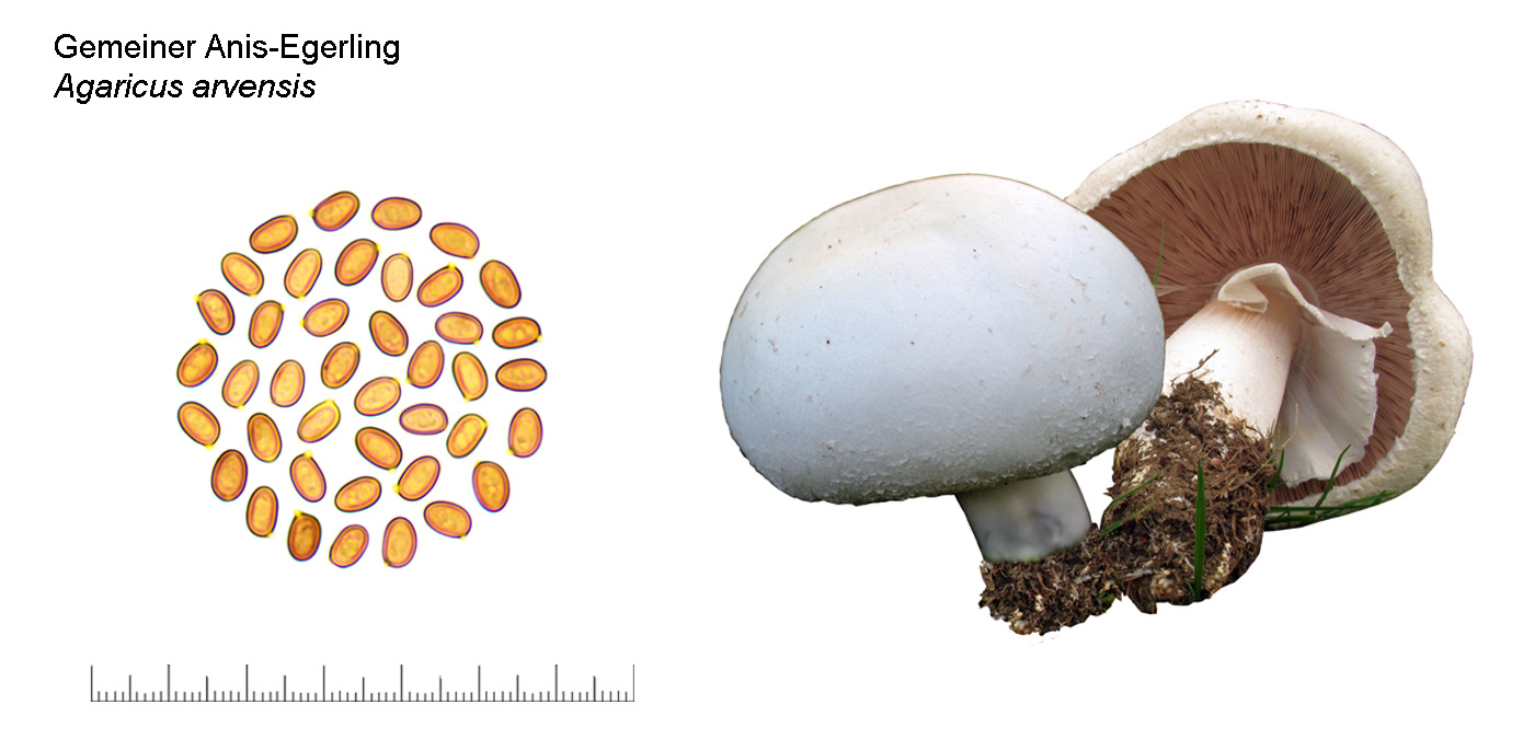 Agaricus arvensis, Gemeiner Anis-Egerling