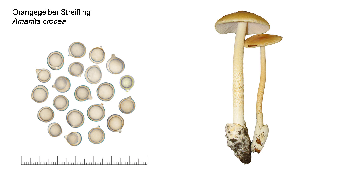 Amanita crocea, Orangegelber Streifling