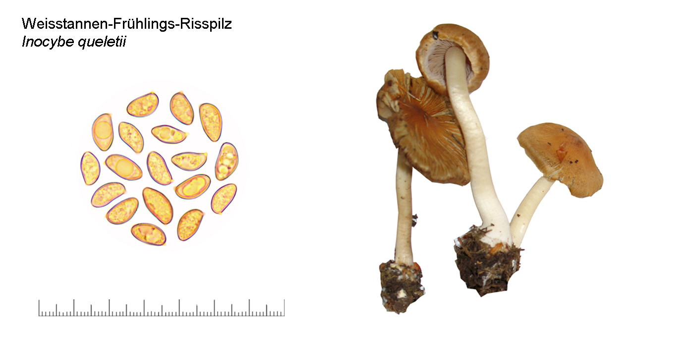 Inocybe queletii , Weisstannen Frhlings-Risspilz