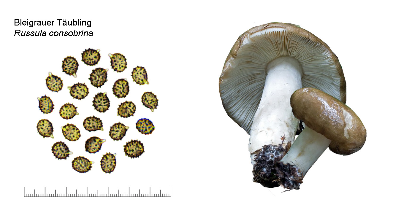 Russula consobrina, Bleigrauer Tubling