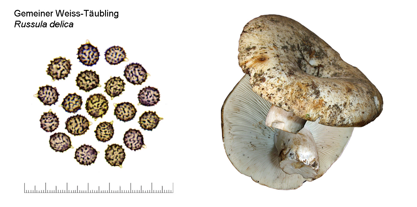 Russula delica, Gemeiner Weiss-Tubling