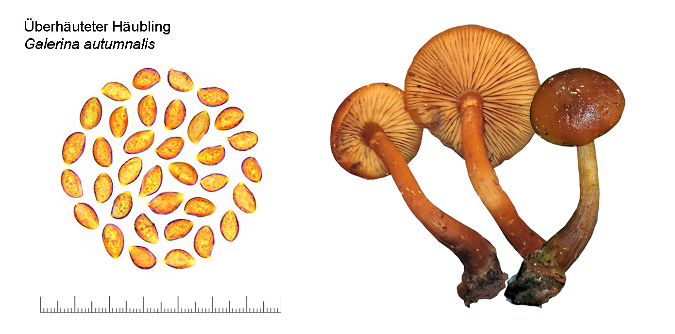 Galerina autumnalis, Überhäuteter Häubling