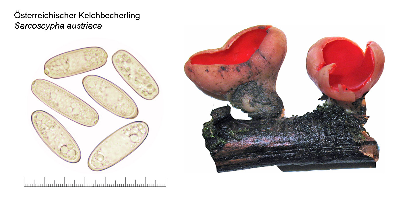 Sarcoscypha austriaca, Österreichischer Kelchbecherling