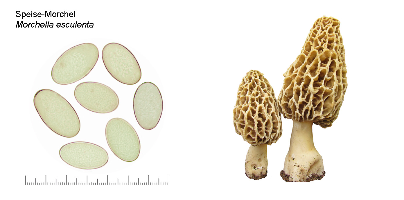 Morchella esculenta, Speisemorchel