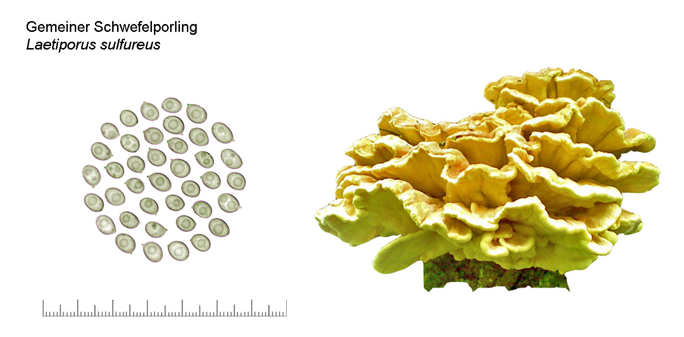 Laetiporus sulfureus, Gemeiner Schwefelporling