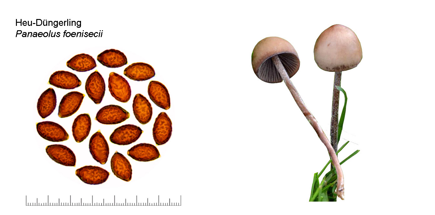 Panaeolus foenisecii, Heu-Dngerling