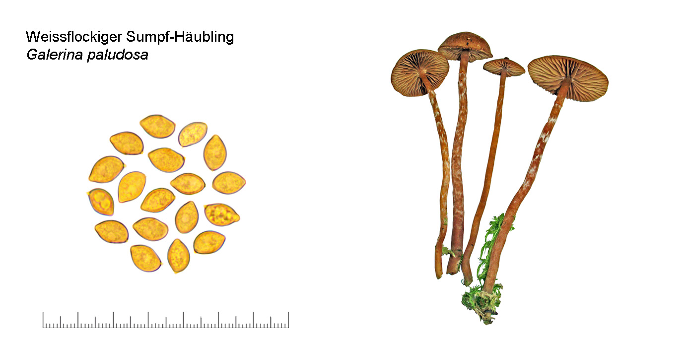 Galerina paludosa, Weissflockiger Sumpf-Häubling
