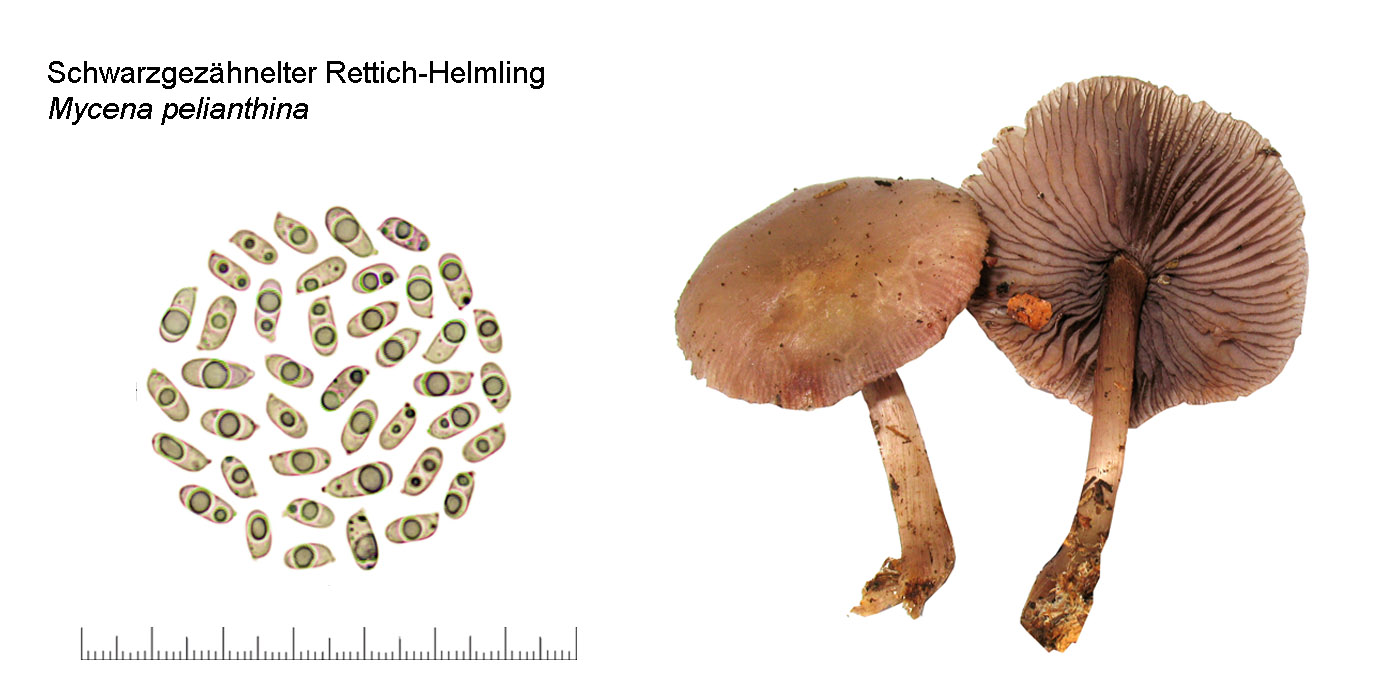 Mycena pelianthina, Schwarzgezähnelter Rettich-Helming