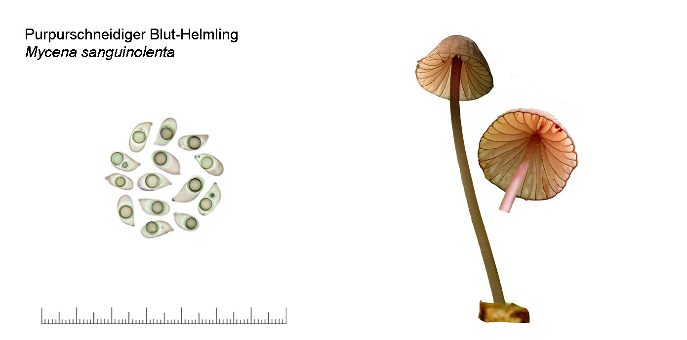 Mycena sanguinolenta, Purpurschneidiger Blut-Helmling