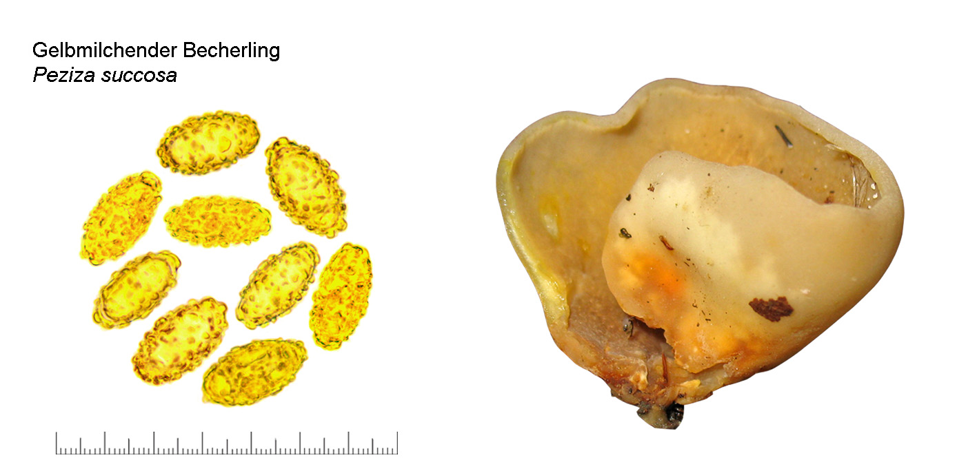 Peziza succosa, Gelbmilchender Becherling