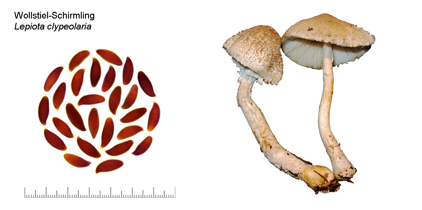 Lepiota clypeolaria , Wollstiel-Schirmling