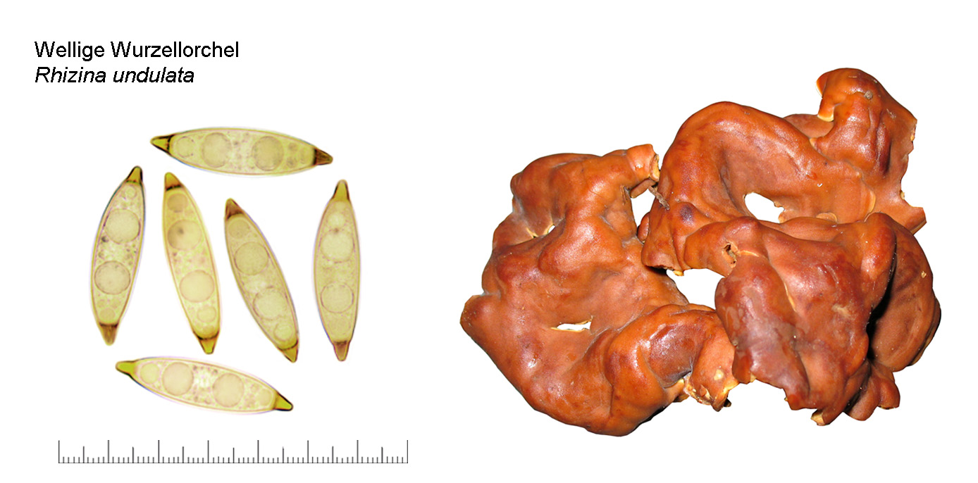 Rhizina undulata, Wellige Wurzellorchel