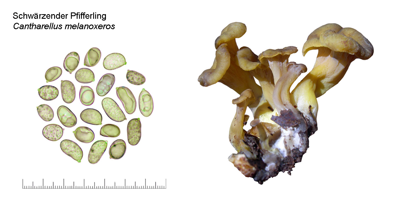 Cantharellus melanoxeros, Schwrzender Pfifferling