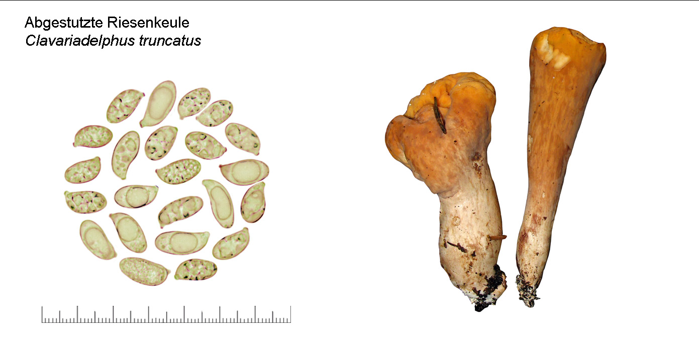 Clavariadelphus truncatus , Abgestutzte Riesenkeule