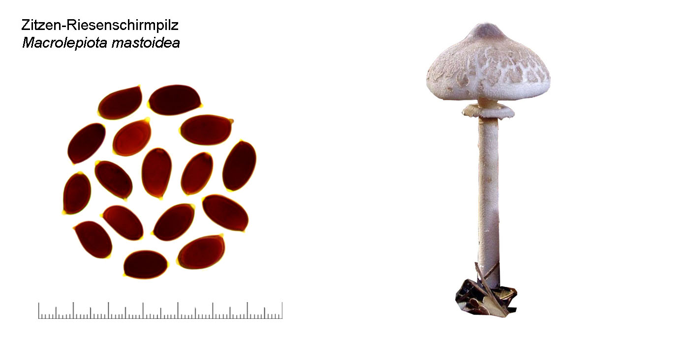 Macrolepiota mastoidea, Zitzen-Riesenschirmpilz