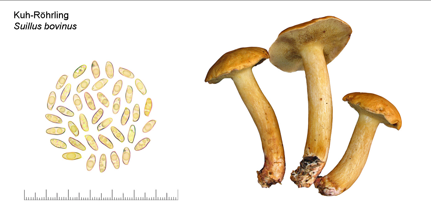 Suillus bovinus, Kuh-Rhrling