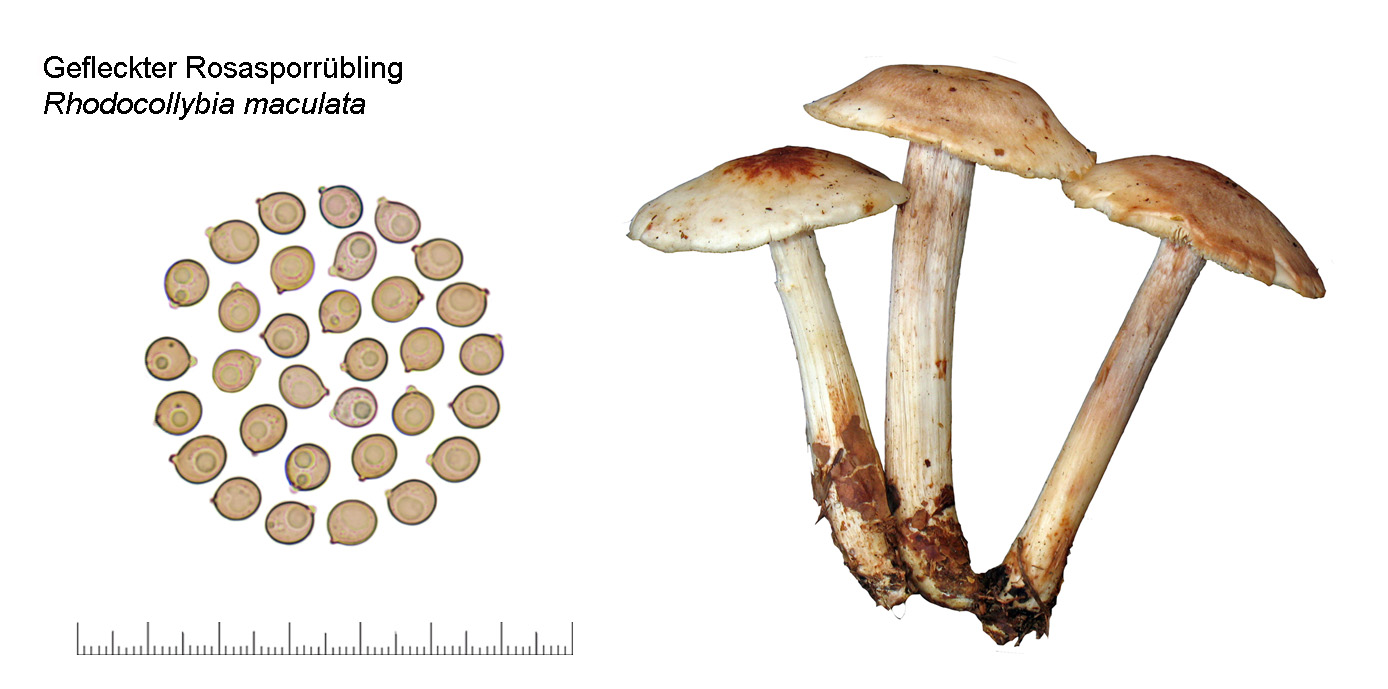 Rhodocollybia maculata, Gefeckter Rosasporrbling