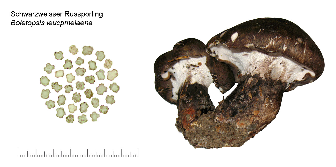 Boletopsis leucomelaena, Schwarzweisser Russporling