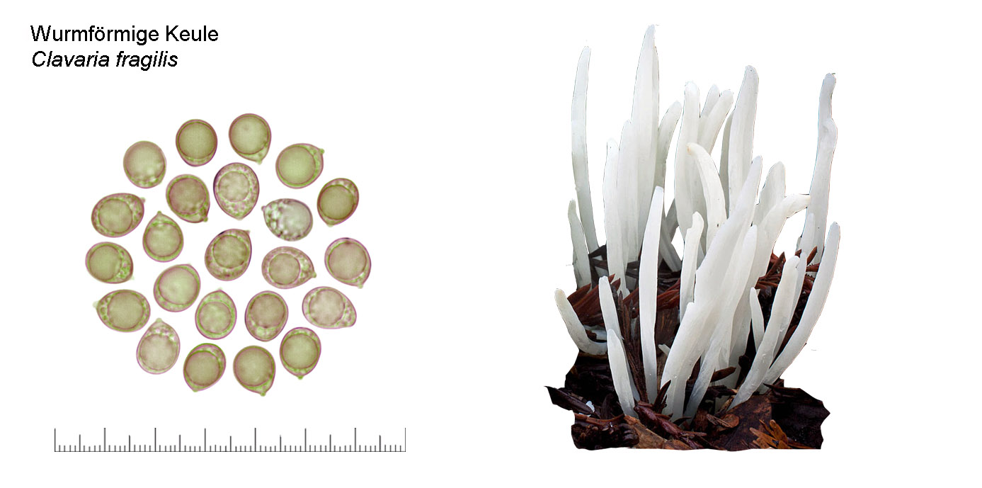 Clavaria fragilis, Wurmförmige Keule