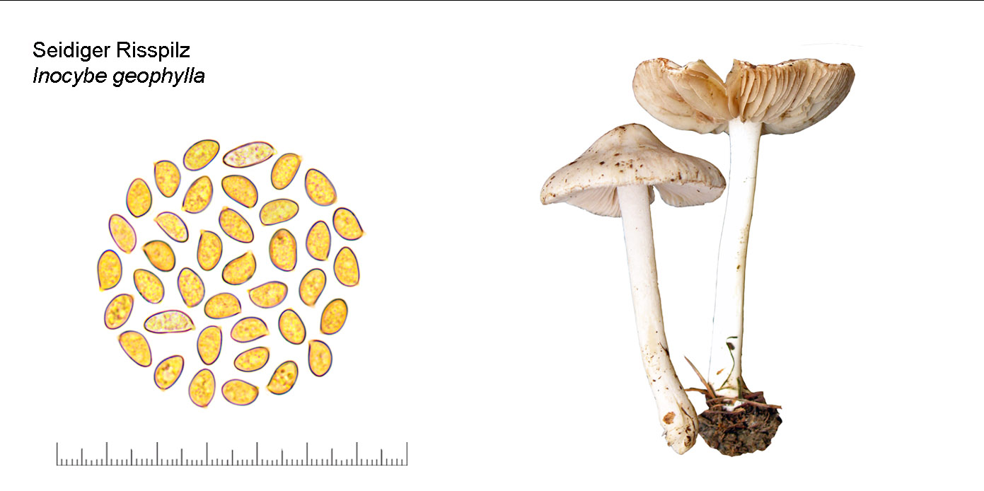 Inocybe geophylla, Seidiger Risspilz