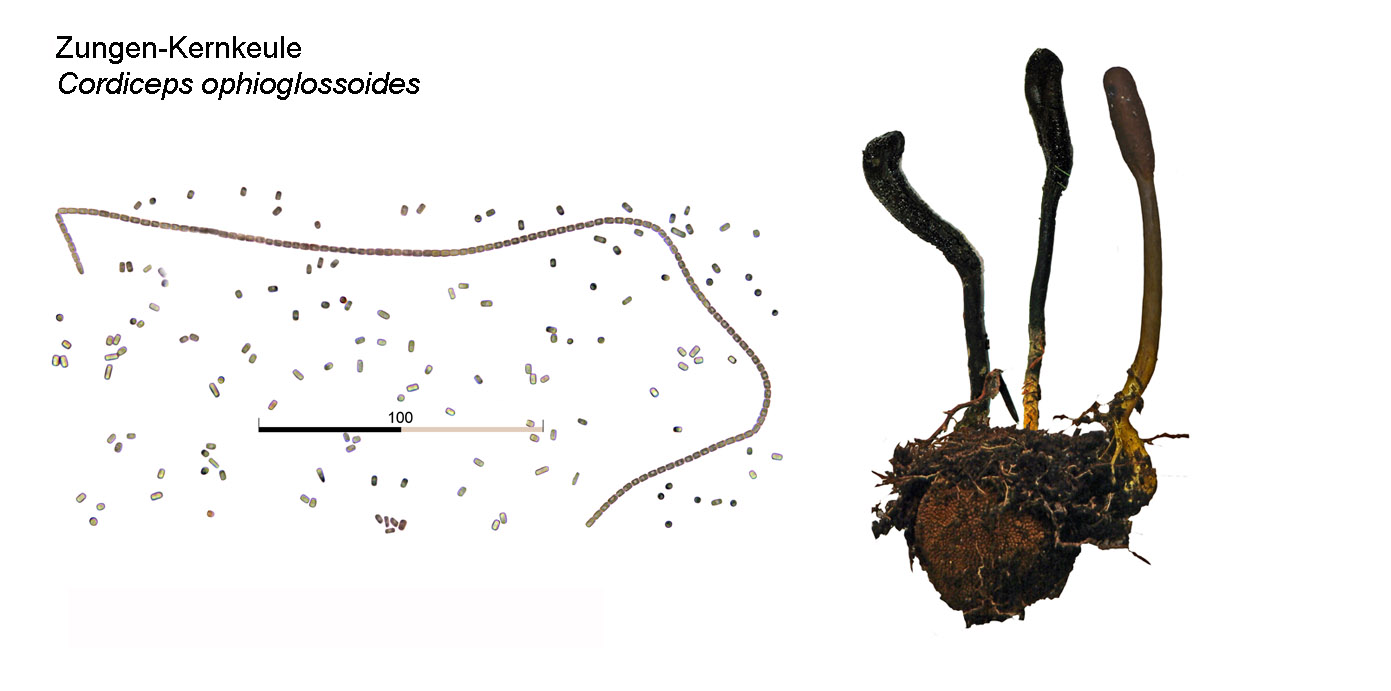 Cordyceps ophioglossoides, Zungen-Kernkeule