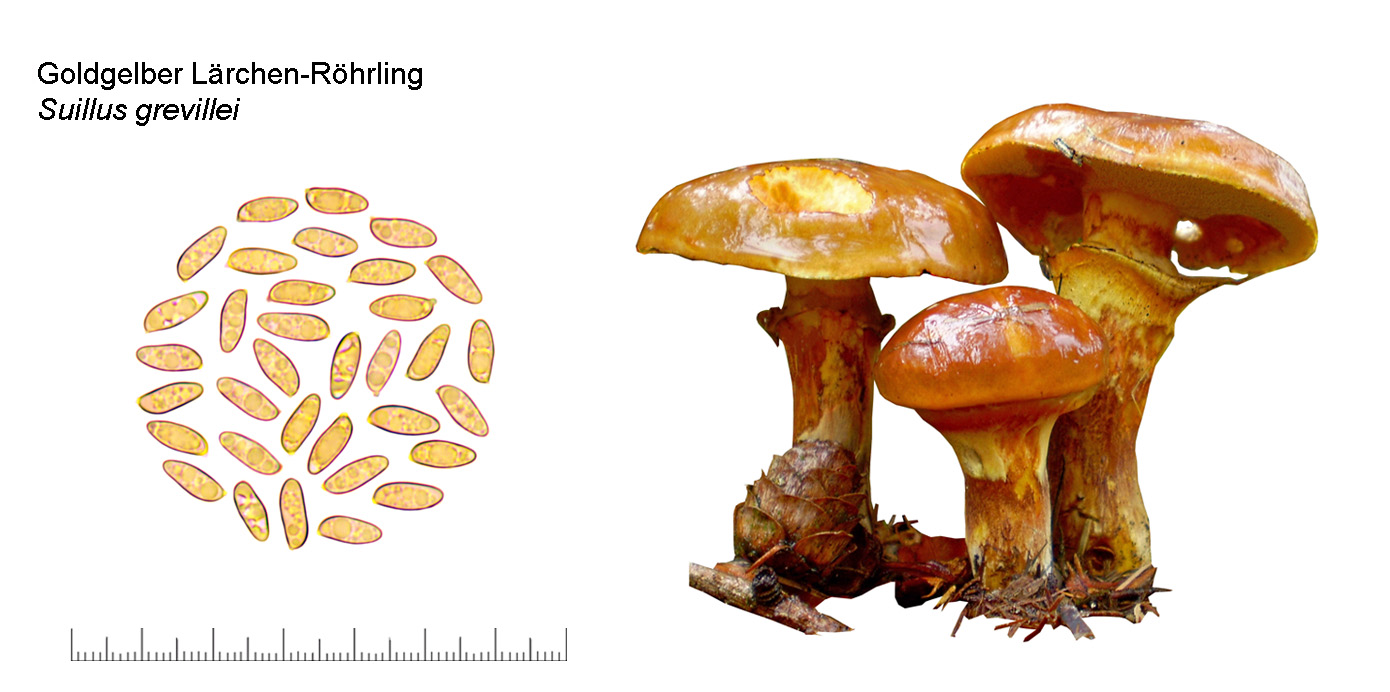 Suillus grevillei, Golgelber Lrchenrhrling