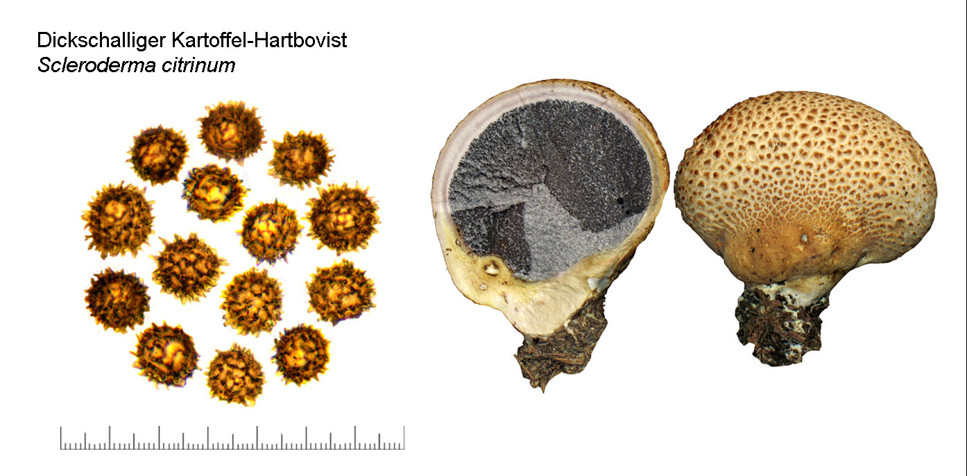 Scleroderma citrinum, Dickschaliger Kartoffel-Hartbovist