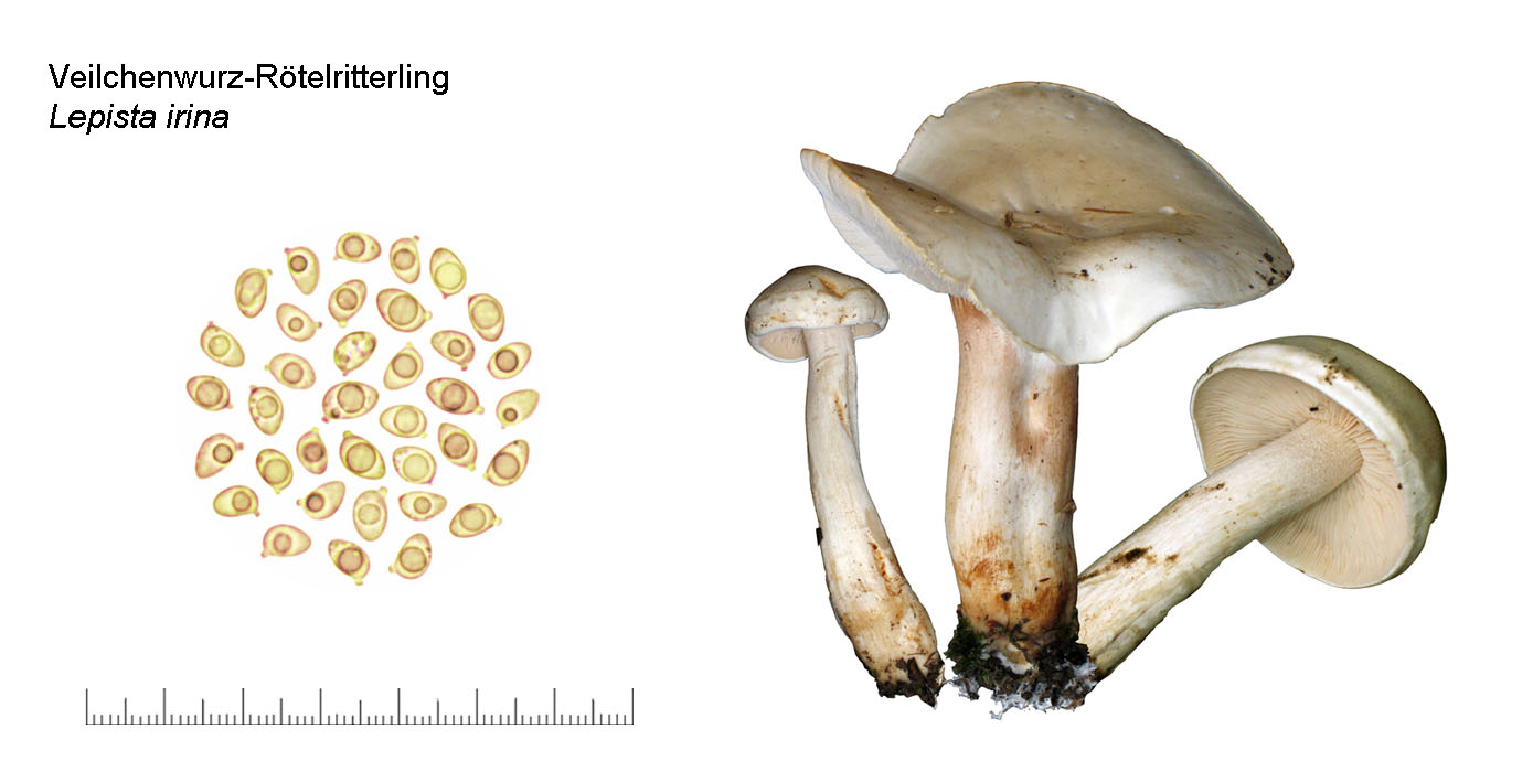 Lepista irina, Veilchenwurz-Rtelritterling