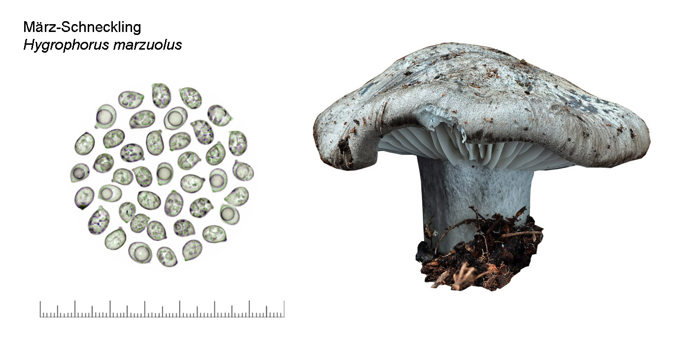 Hygrophorus marzuolus, Mrz-Schneckling