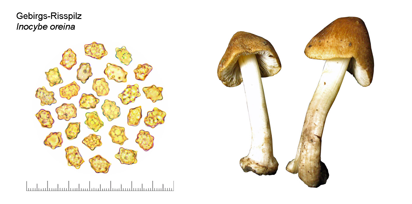 Inocybe oreina, Gebirgs-Risspilz