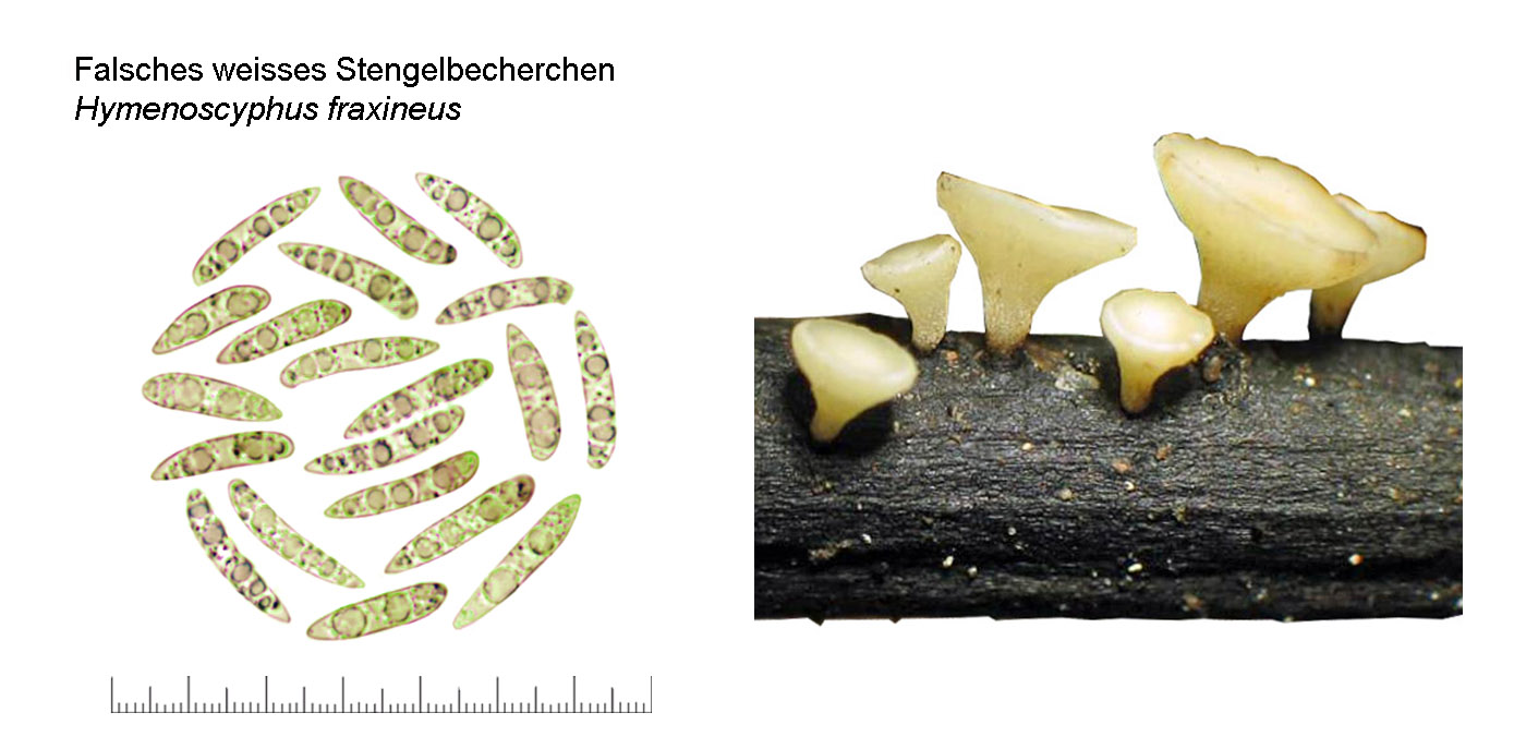 Hymenoscyphus fraxineus, Falsches weisses Stengelbecherchen