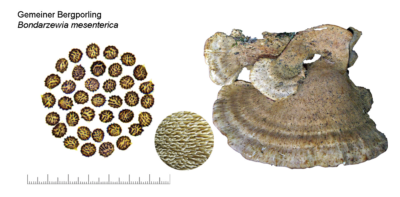 Bondarzewia mesenterica, Gemeiner Bergporling