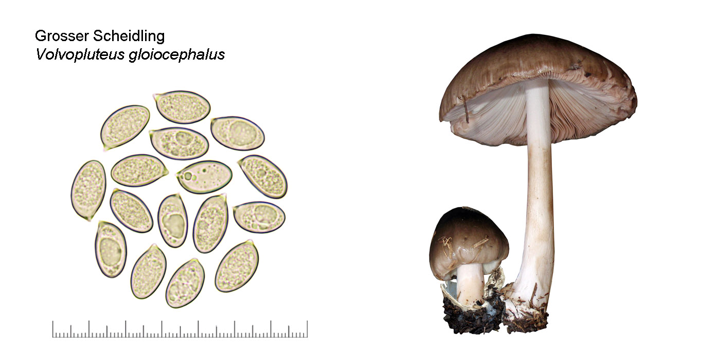 Volvopluteus gloiocephalus, Grosser Scheidling