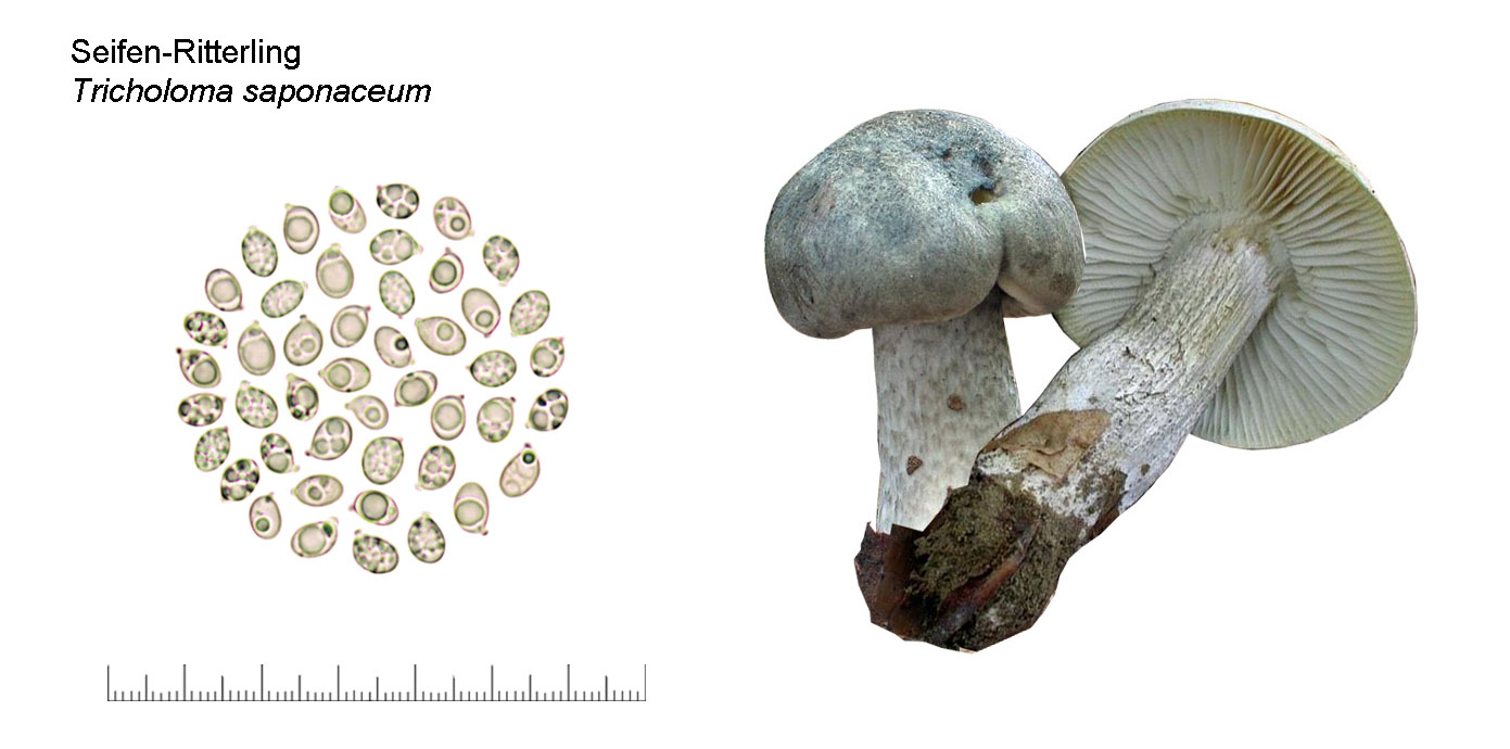 Tricholoma saponaceum , Seifen-Ritterling