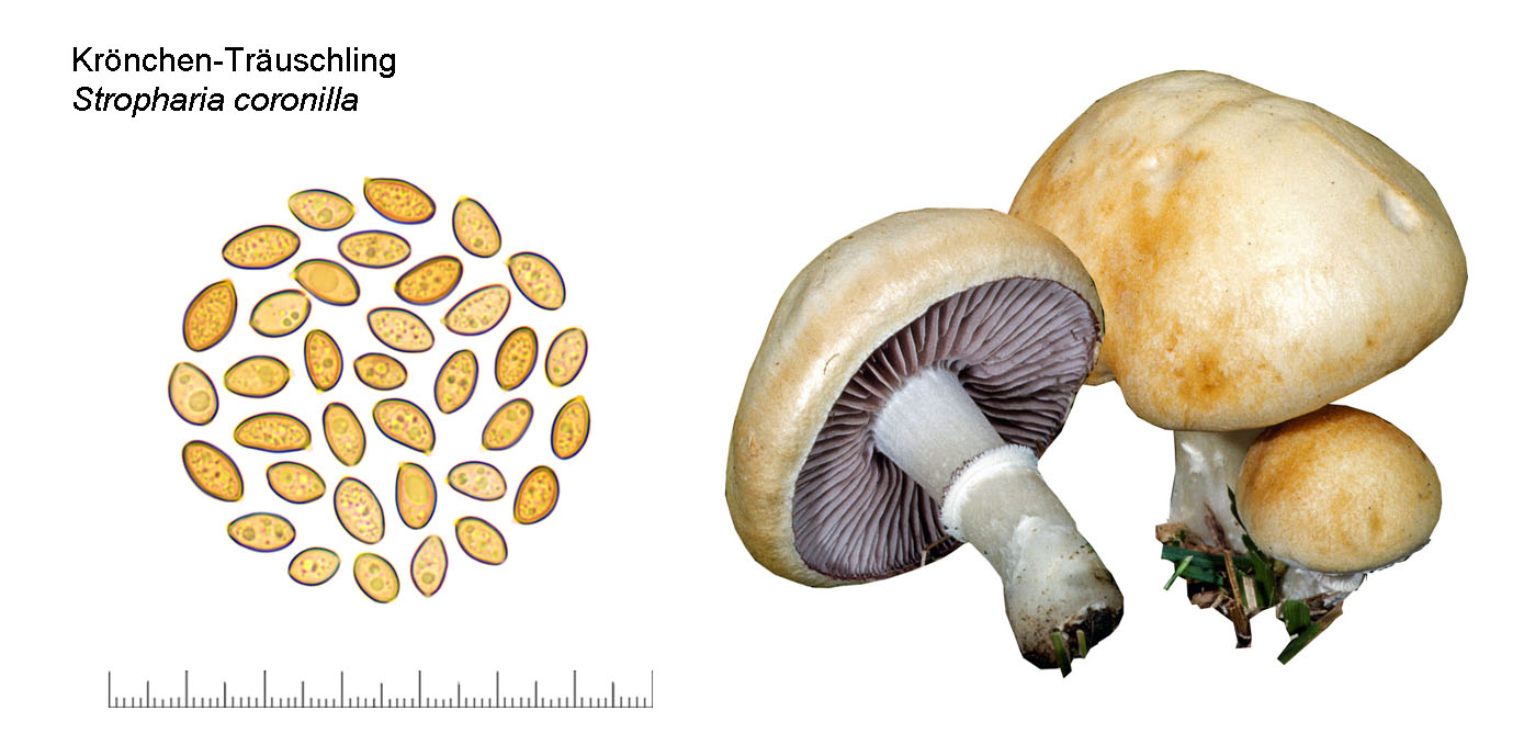 Stropharia coronilla, Krönchen-Träuschling