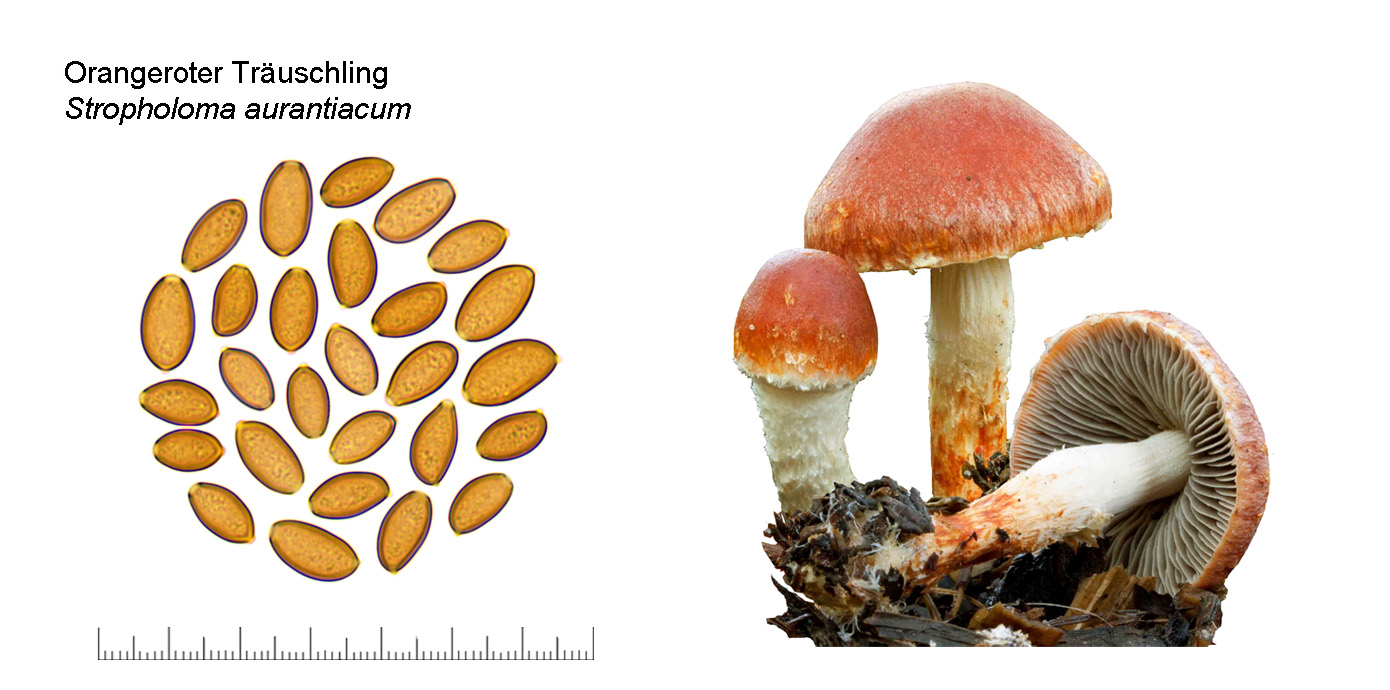 Stropharia aurantiaca, Orangeroter Truschling