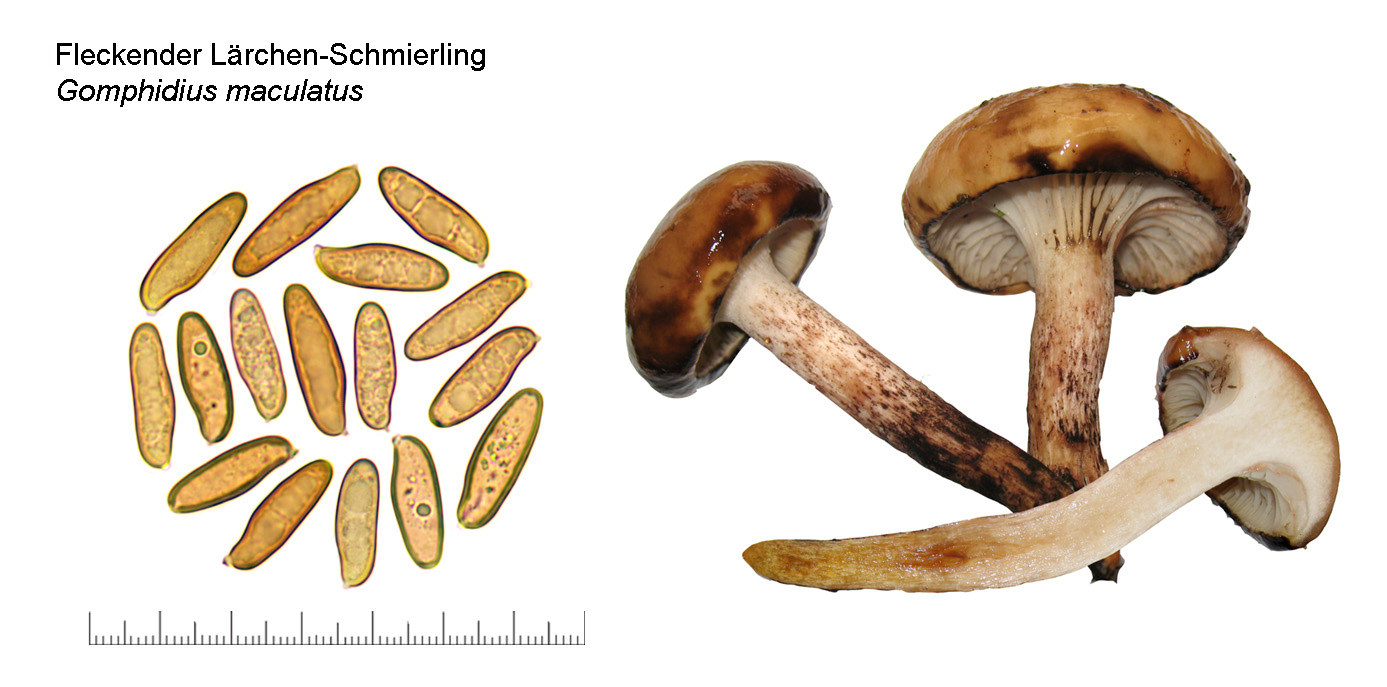 Gomphidius maculatus, Fleckender Lrchen-Schmierling