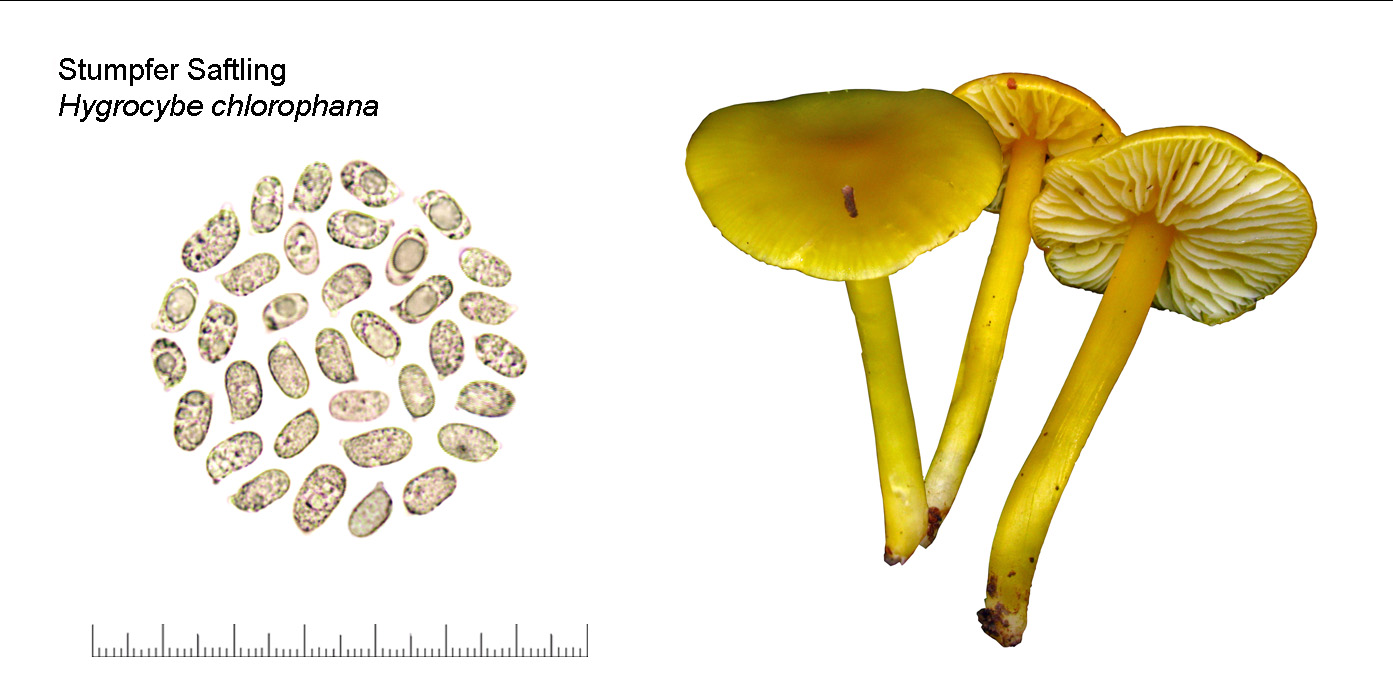 Hygrocybe chlorophana, Stumpfer Saftling