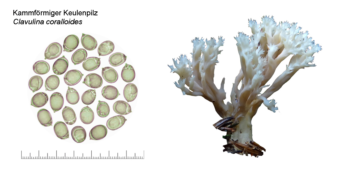 Clavulina coralloides, Kammförmiger Keulenpilz