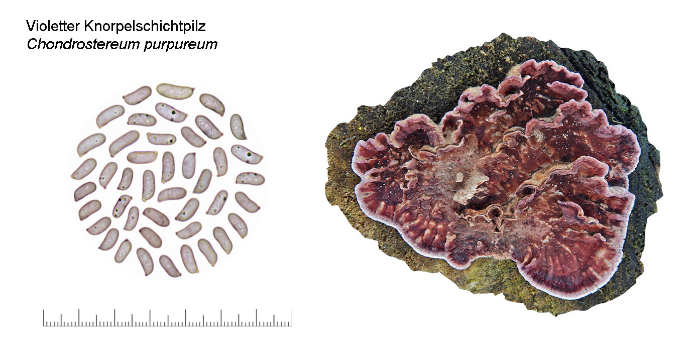 Chondrostereum purpureum, Violetter Knorpelschichtpilz