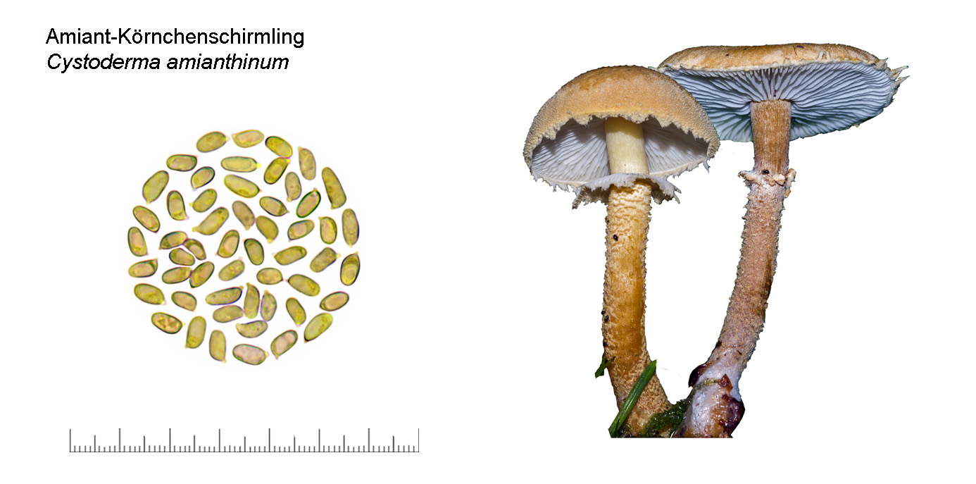 Cystoderma amianthinum, Amiant-Krnchenschirmling