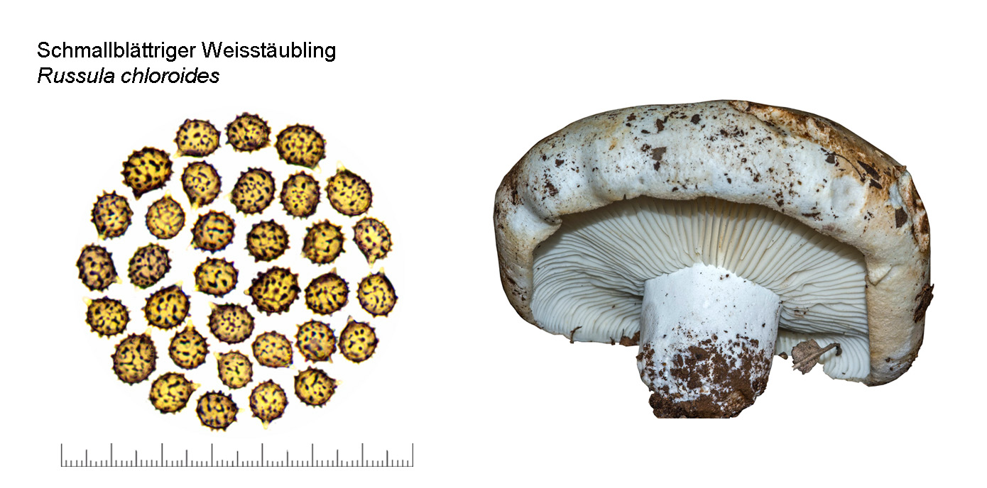 Russula chloroides, Schmallblättrger Weiss-Täubling
