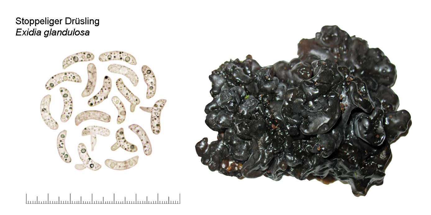 Exidia glandulosa, Stoppeliger Drsling