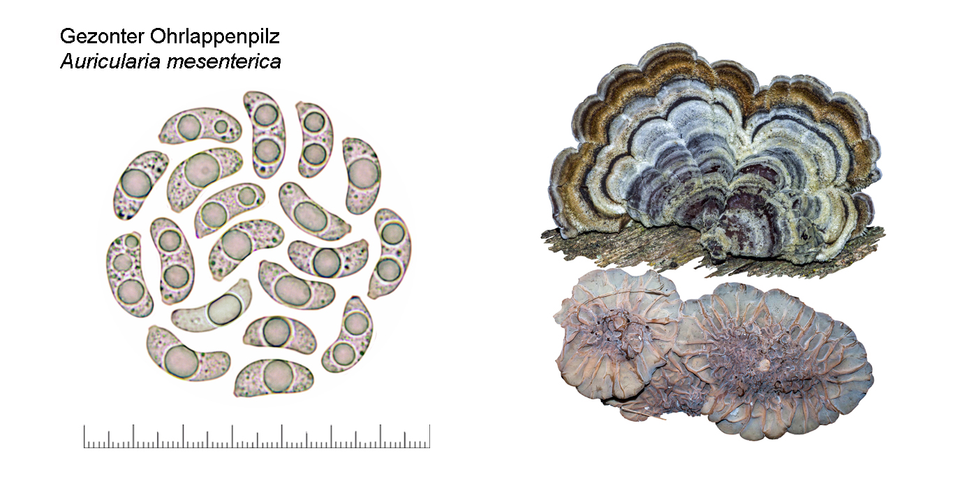 Auricularia mesenterica, Gezonter Ohrlappenpilz