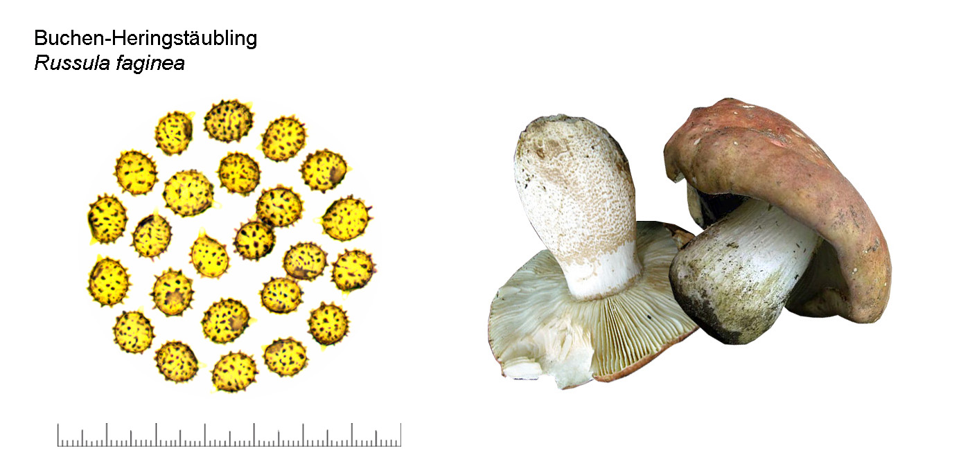 Russula faginea, Buchen-Heringstubling