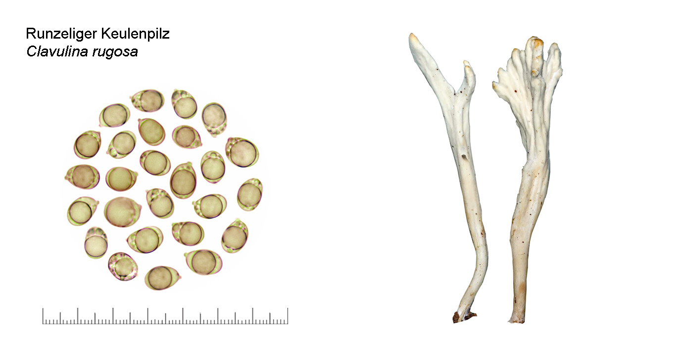 Clavulina rugosa, Runzeliger Keulenpilz