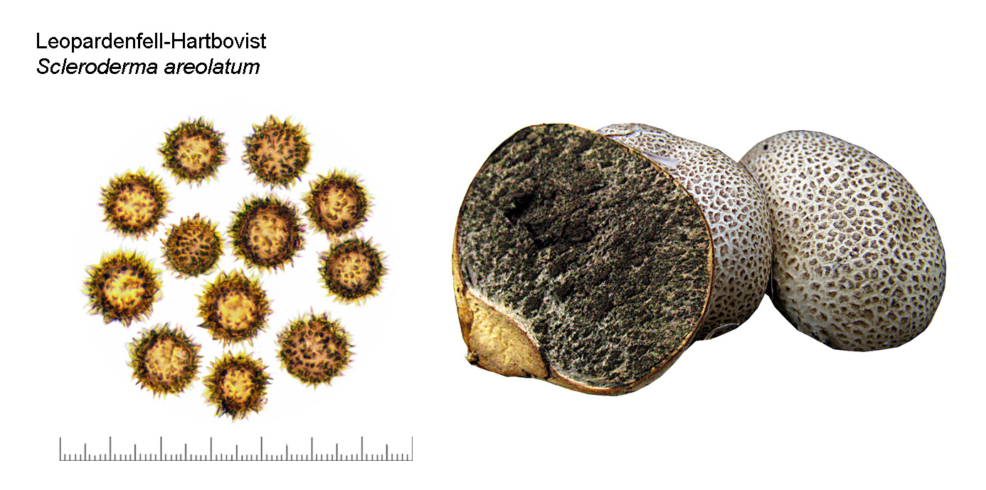 Scleroderma areolatum, Leopardenfell-Hartbovist