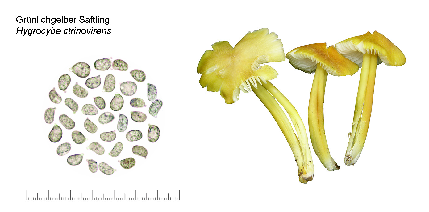 Hygrocybe citrinovirens, Grnlichgelber Saftling